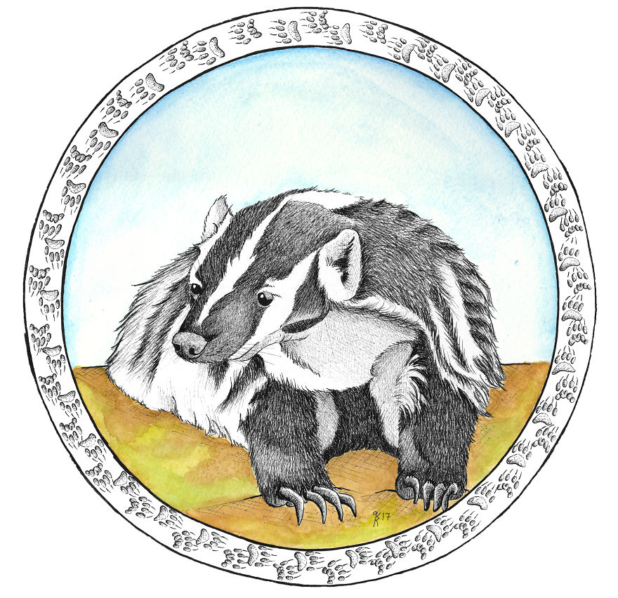 American Badger