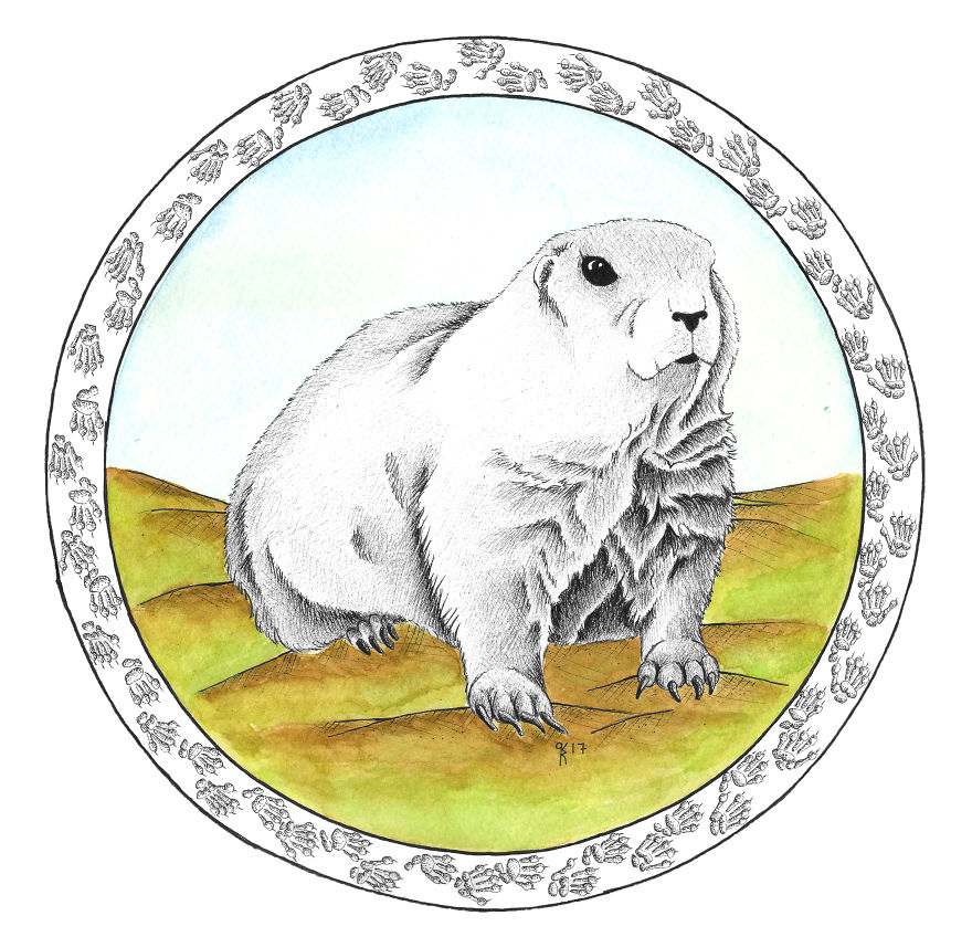 Black Tailed Prairie Dog