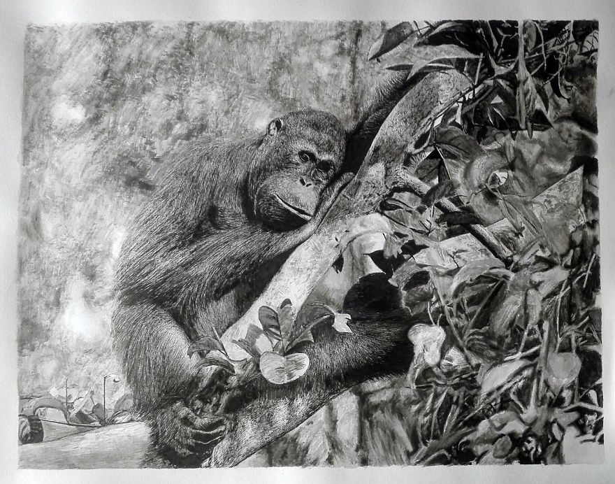 Orang Utan In Deep Thoughts Orang Utan In Deep Thoughts