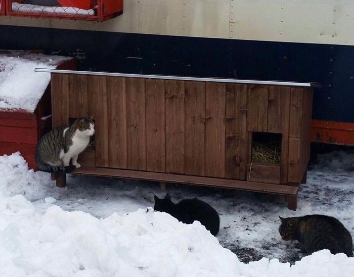 We Built Tiny Houses For Homeless Cats In Riga To Help Them Survive Winter We Built Tiny Houses For Homeless Cats In Riga To Help Them Survive Winter