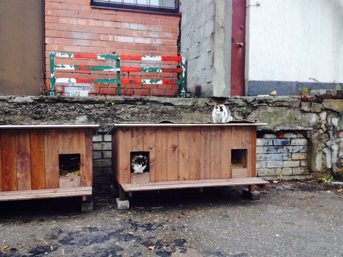 We Built Tiny Houses For Homeless Cats In Riga To Help Them Survive Winter