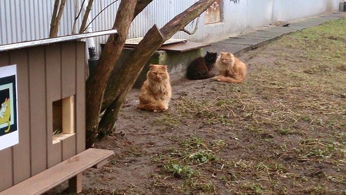 We Built Tiny Houses For Homeless Cats In Riga To Help Them Survive Winter