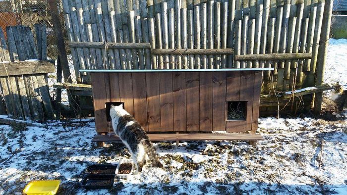 We Built Tiny Houses For Homeless Cats In Riga To Help Them Survive Winter We Built Tiny Houses For Homeless Cats In Riga To Help Them Survive Winter
