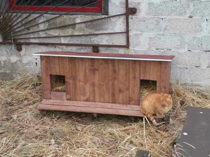 We Built Tiny Houses For Homeless Cats In Riga To Help Them Survive Winter