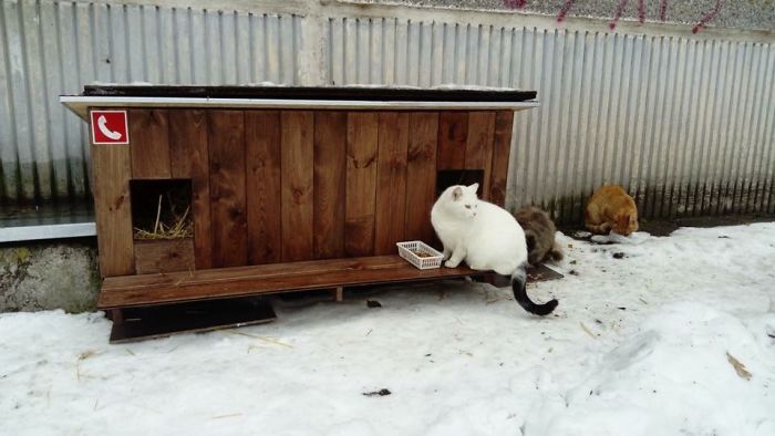 We Built Tiny Houses For Homeless Cats In Riga To Help Them Survive Winter We Built Tiny Houses For Homeless Cats In Riga To Help Them Survive Winter