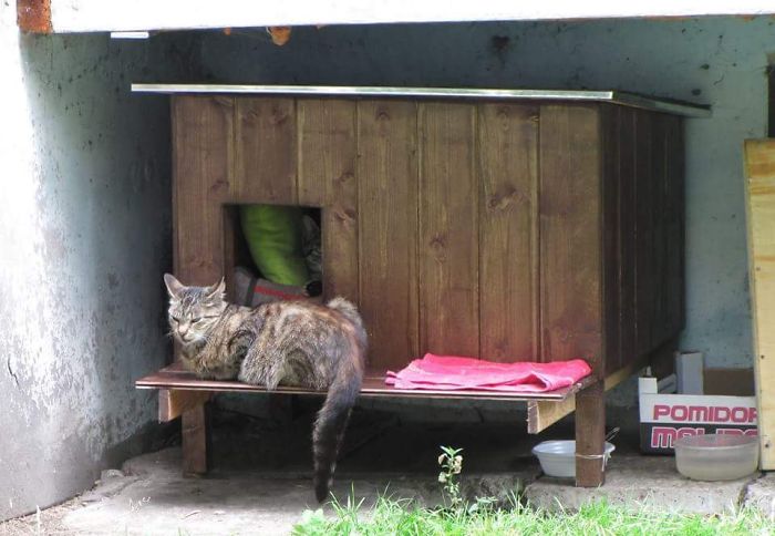 We Built Tiny Houses For Homeless Cats In Riga To Help Them Survive Winter We Built Tiny Houses For Homeless Cats In Riga To Help Them Survive Winter