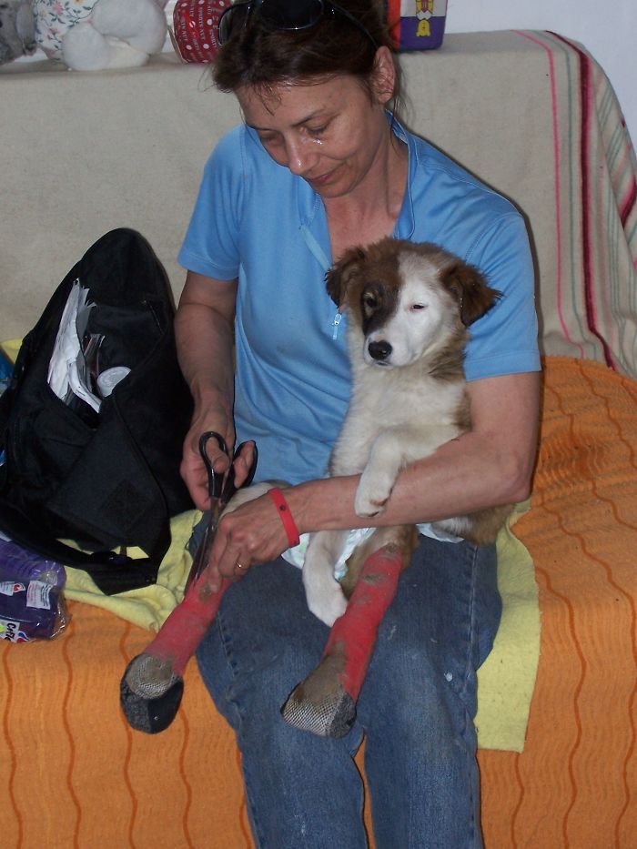 Puppy Left To Die With Broken Back Gets Another Chance At Life Puppy Left To Die With Broken Back Gets Another Chance At Life