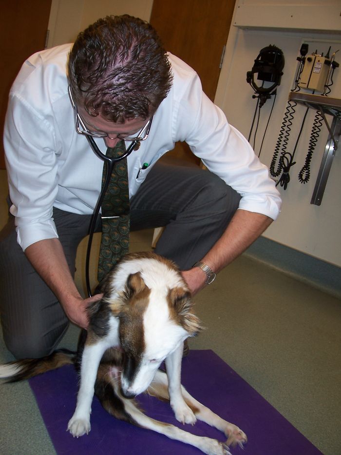 Puppy Left To Die With Broken Back Gets Another Chance At Life