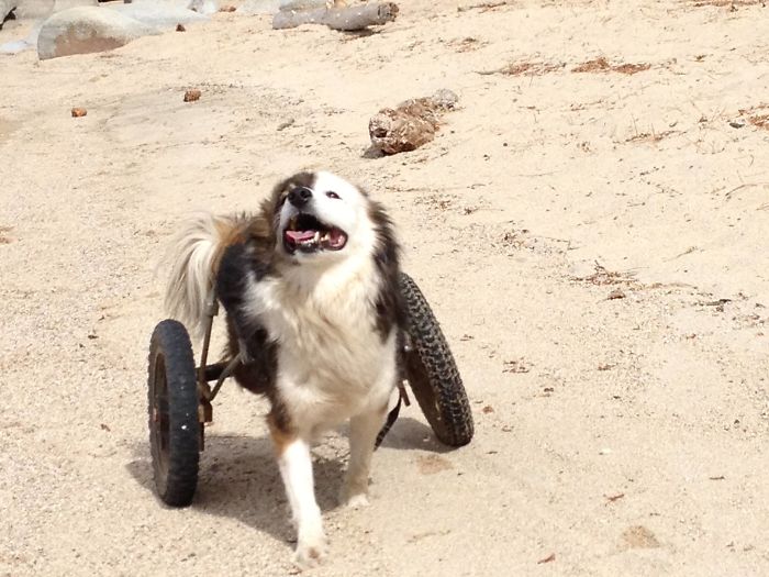 Puppy Left To Die With Broken Back Gets Another Chance At Life