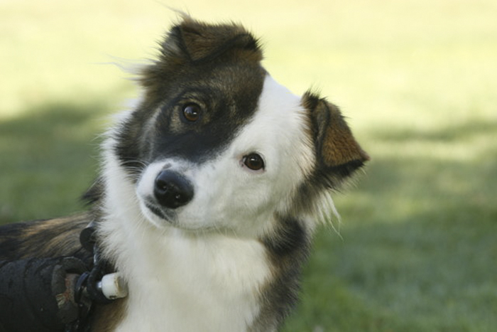 Puppy Left To Die With Broken Back Gets Another Chance At Life Puppy Left To Die With Broken Back Gets Another Chance At Life