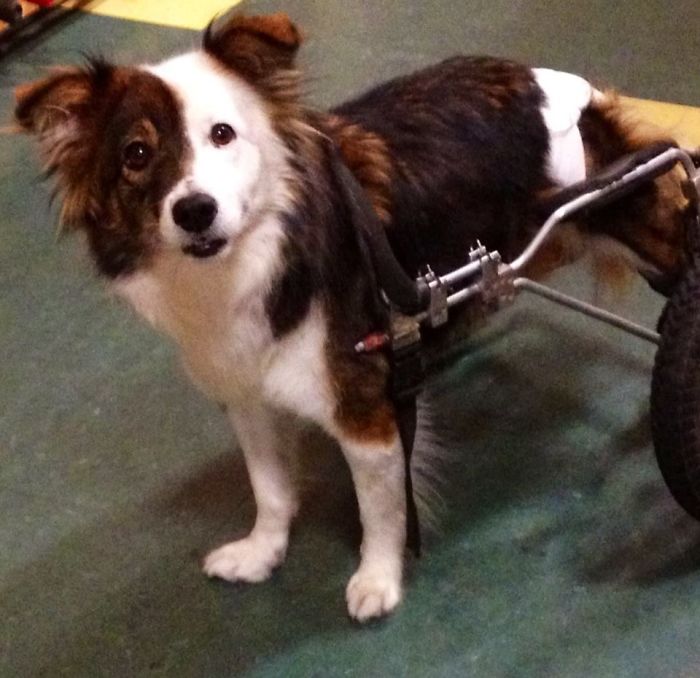 Puppy Left To Die With Broken Back Gets Another Chance At Life Puppy Left To Die With Broken Back Gets Another Chance At Life