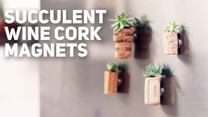 Cork Magnets With Succulent