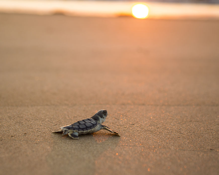 A Baby Turtle At Sunset, NT