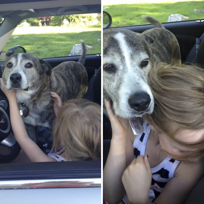 Reasons You Should Never Own A Rescue Reasons You Should Never Own A Rescue