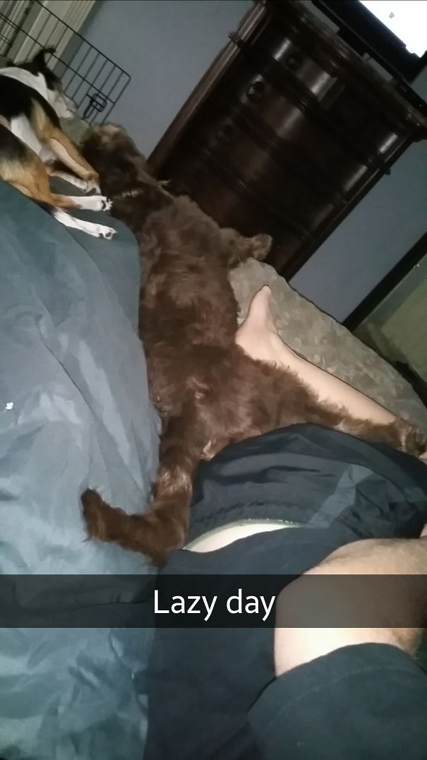 No Dogs In The Bed, He Said. Came Home To This.