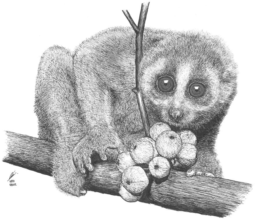 Slow Loris
