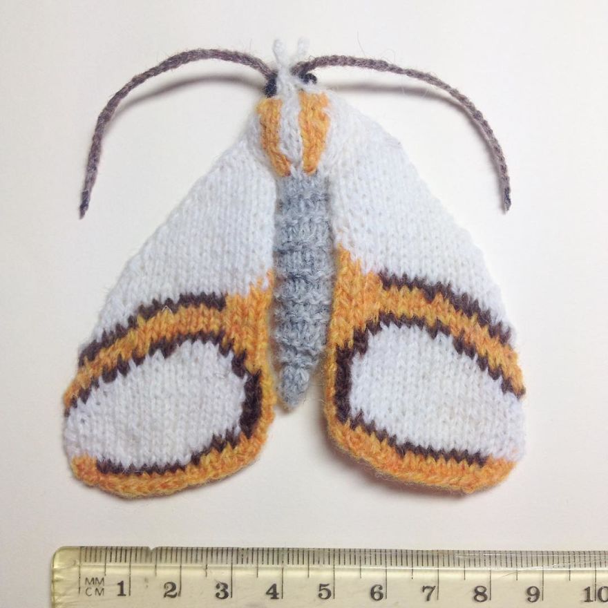 Curve Lined Argyria Moth (Vaxi Auratella)