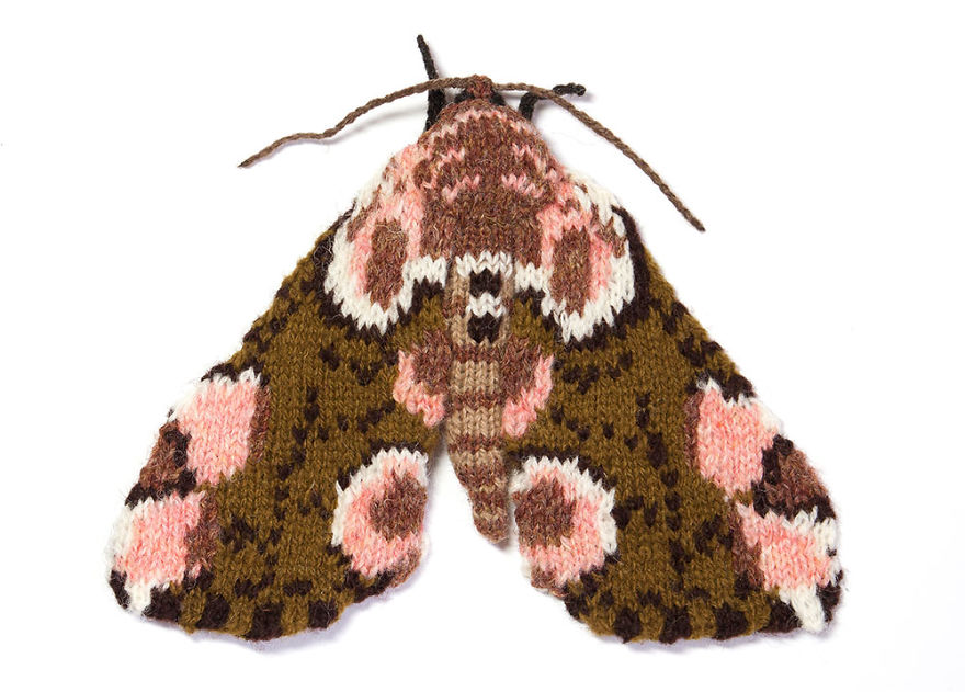 Peach Blossom Moth (Thyatira Batis)