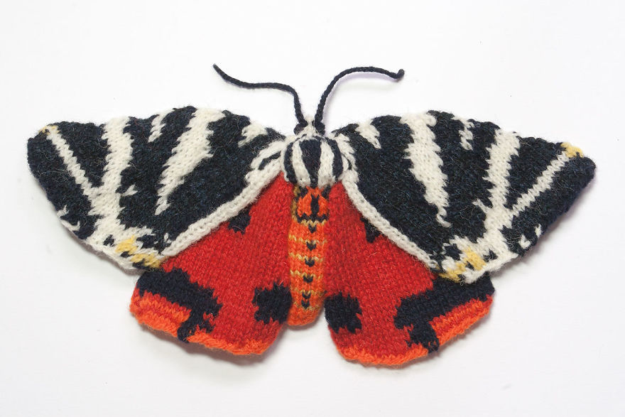 Jersey Tiger Moth (Euplagia Quadripunctaria)