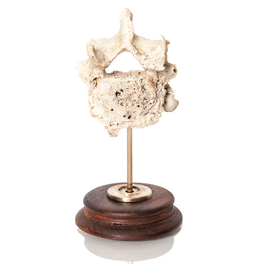 Taking Real Human Bones And Giving Them A New Lease Of Life Taking Real Human Bones And Giving Them A New Lease Of Life