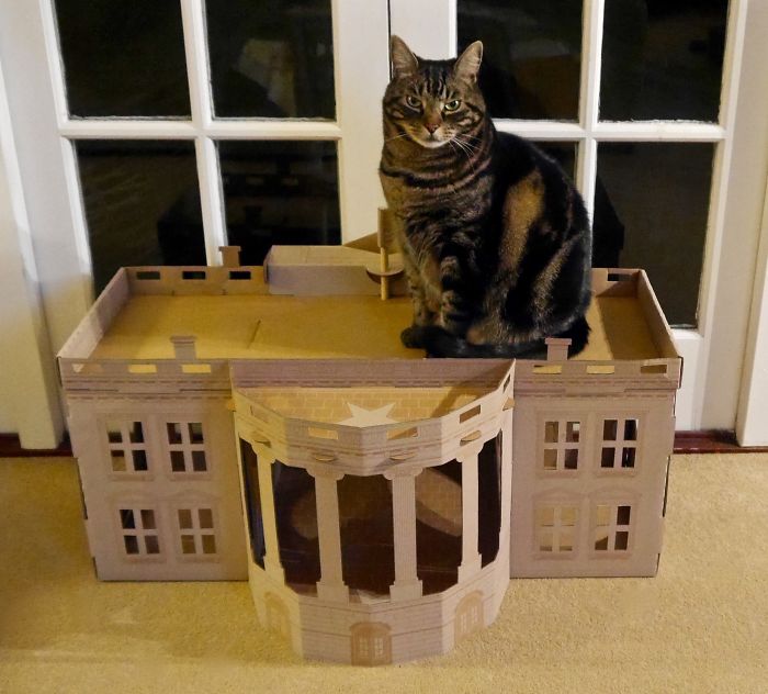 Unlike President Trump, These Cats Know Exactly What To Do In The White House Unlike President Trump, These Cats Know Exactly What To Do In The White House