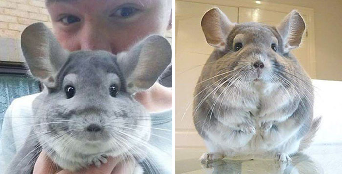 These Chinchillas' Butts Are So Round, They Look Fake These Chinchillas' Butts Are So Round, They Look Fake