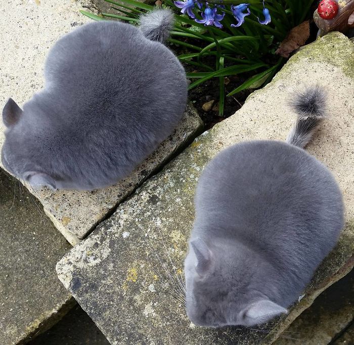 These Chinchillas' Butts Are So Round, They Look Fake These Chinchillas' Butts Are So Round, They Look Fake