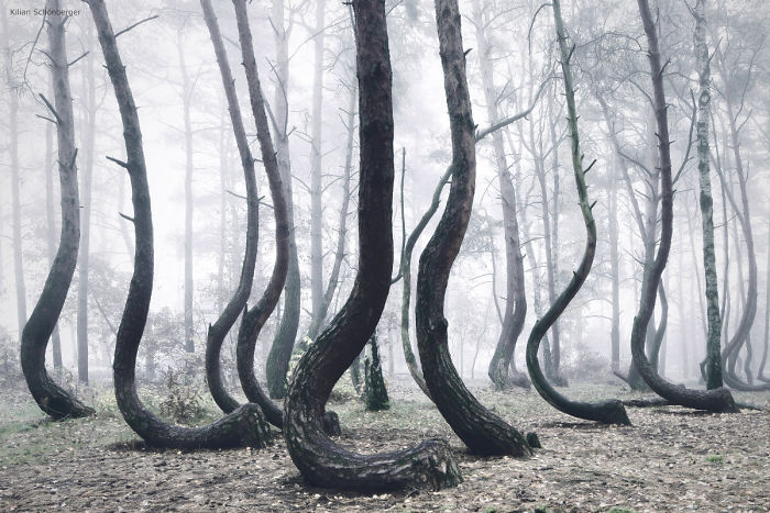 The Crooked Forest