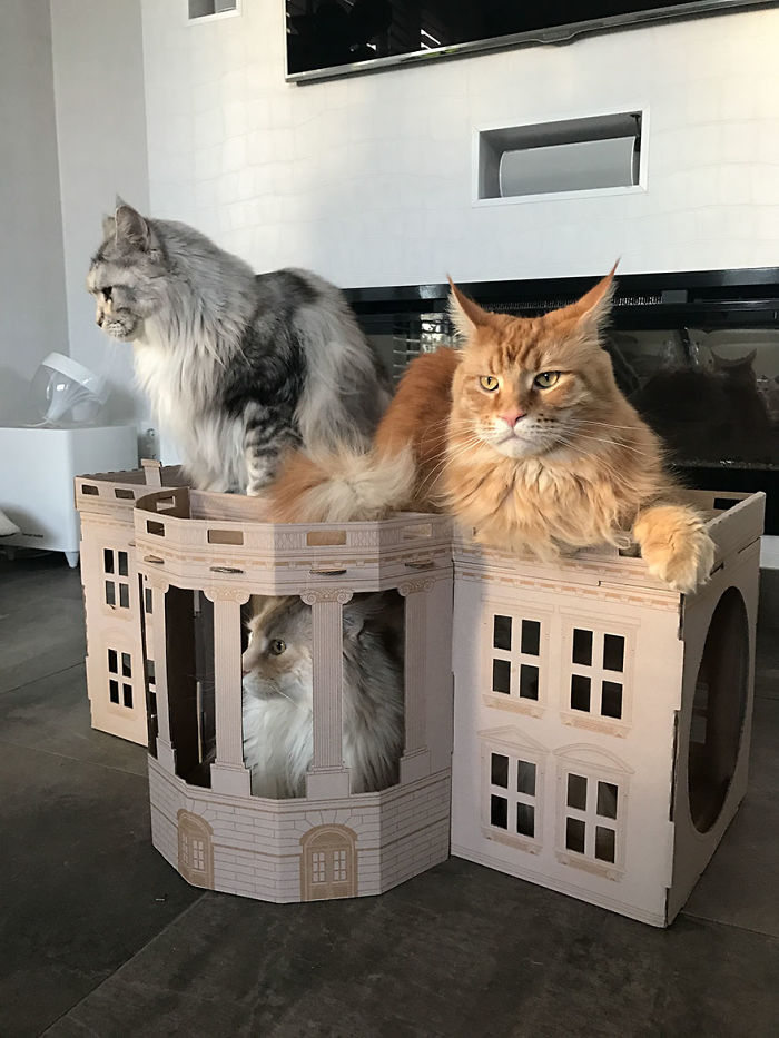 Unlike President Trump, These Cats Know Exactly What To Do In The White House Unlike President Trump, These Cats Know Exactly What To Do In The White House