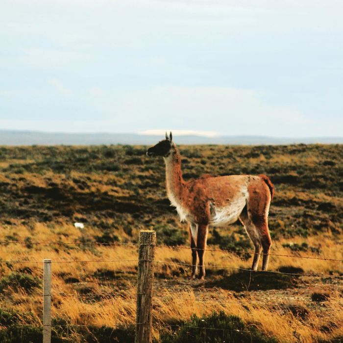 We Transformed A Military Police Car Into A Home On Wheels So That We Could Travel The World While Working We Transformed A Military Police Car Into A Home On Wheels So That We Could Travel The World While Working
