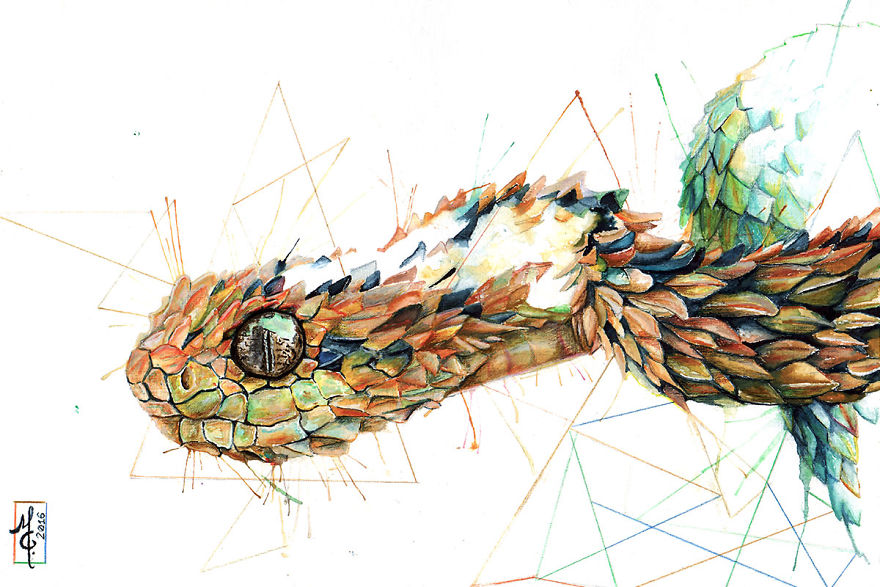 Watercolor Animals By Illustrations Of Dreams