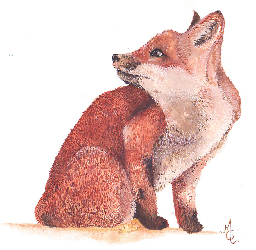 Watercolor Animals By Illustrations Of Dreams