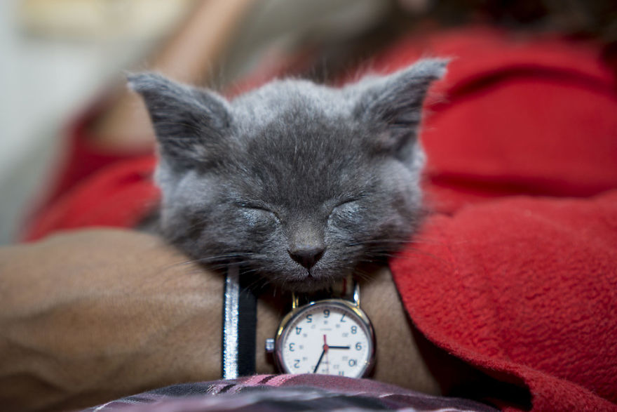 Where Kittens Learn To Cat