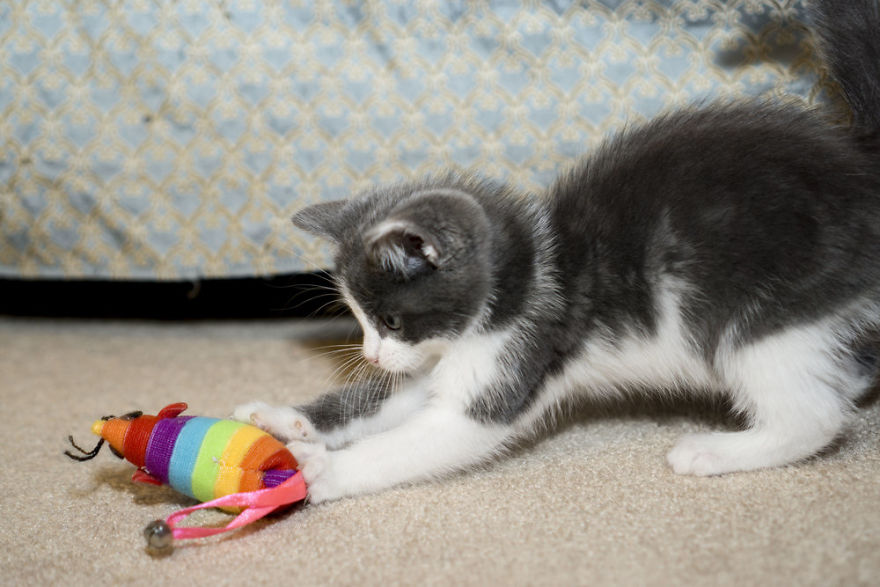 Where Kittens Learn To Cat