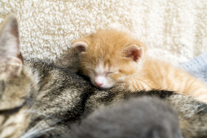 Where Kittens Learn To Cat