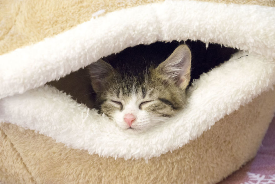 Where Kittens Learn To Cat