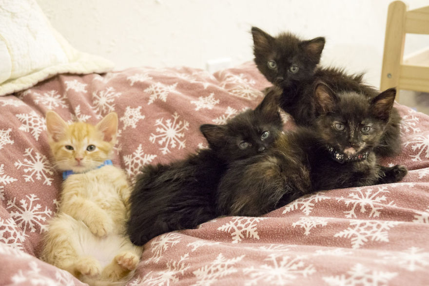 Where Kittens Learn To Cat