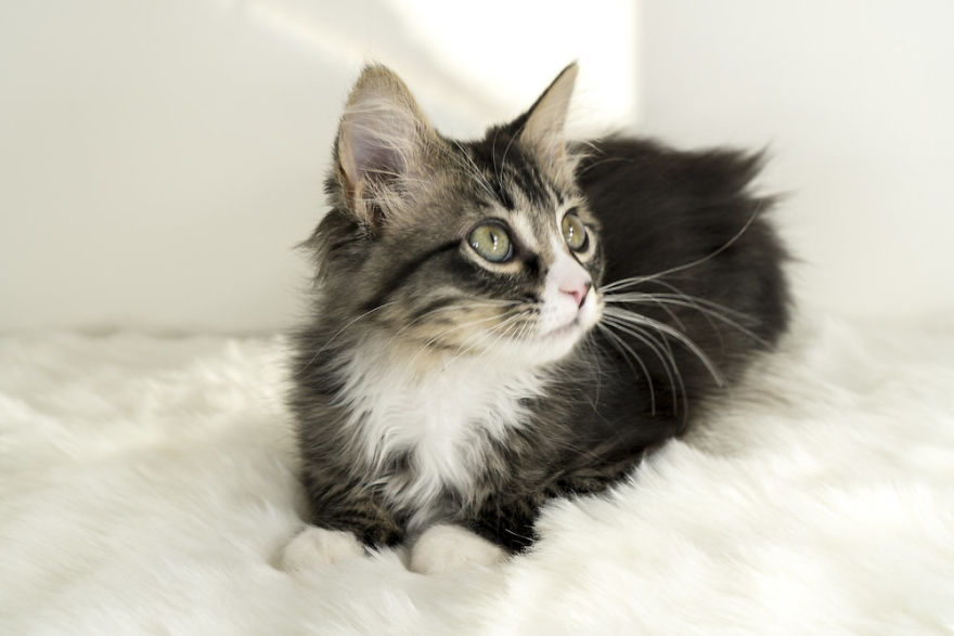 Where Kittens Learn To Cat