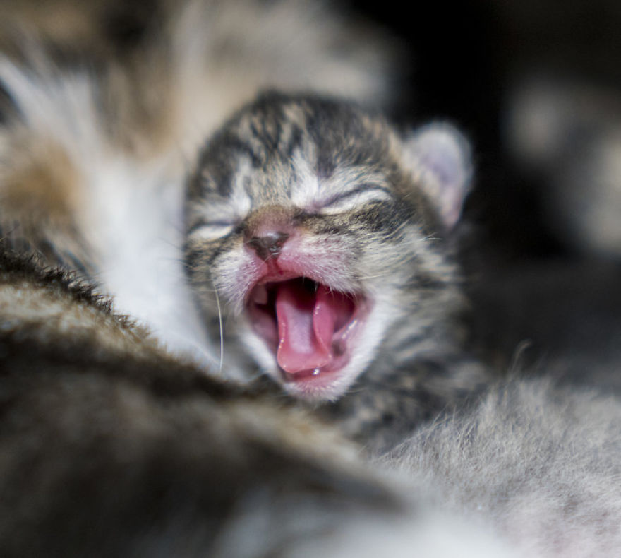 Where Kittens Learn To Cat