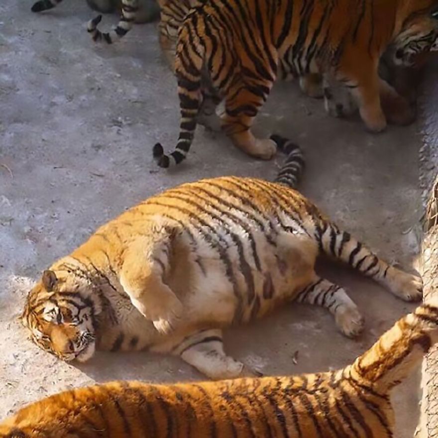 China Zoo Tigers Gain Weight During Winter And Now They Just Flop About On The Floor