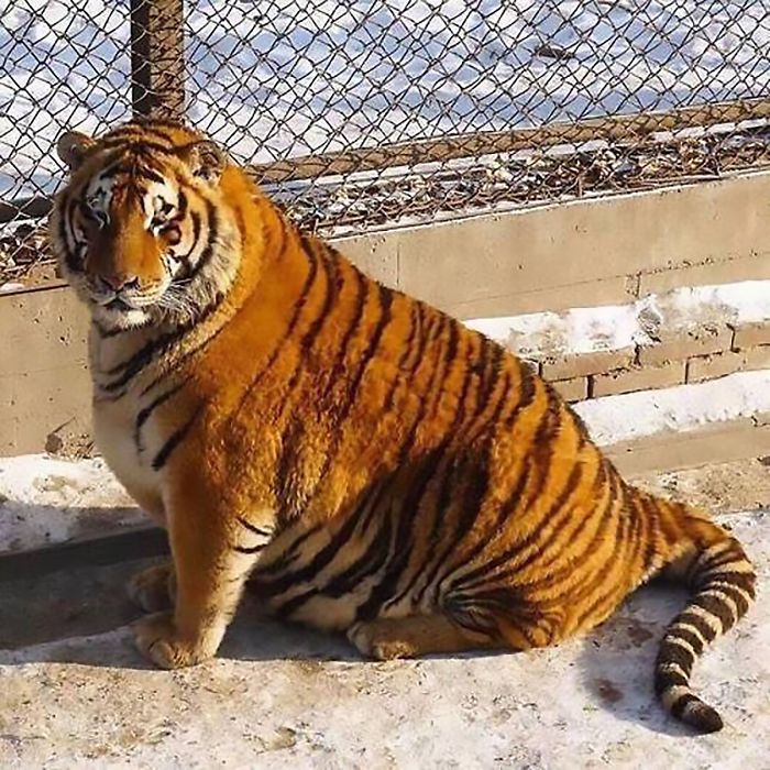 China Zoo Tigers Gain Weight During Winter And Now They Just Flop About On The Floor