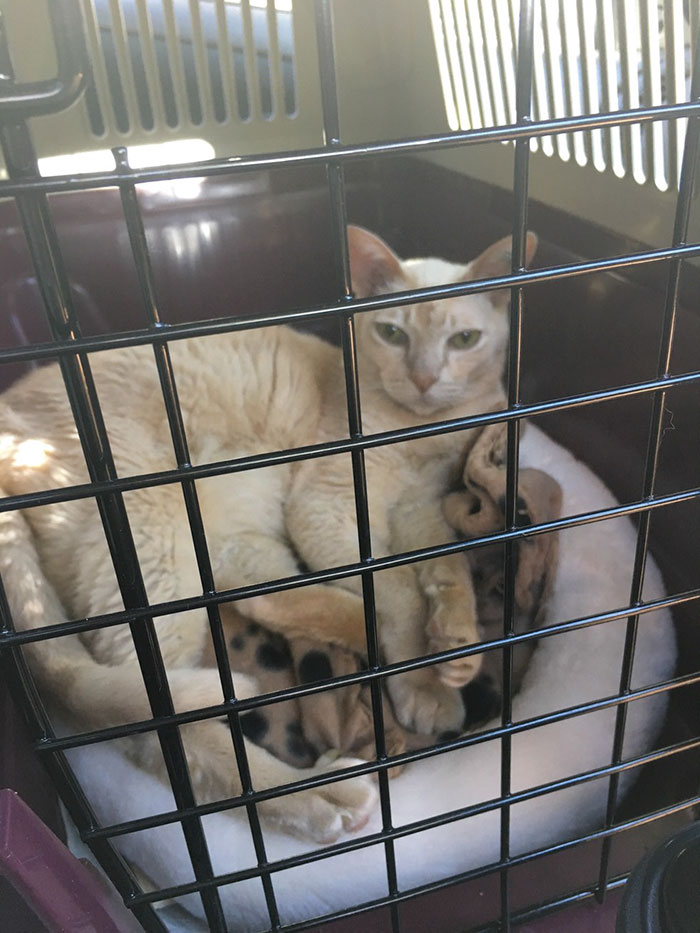 adopted-senior-cat-wants-holds-hands-jamie-1 adopted-senior-cat-wants-holds-hands-jamie-1