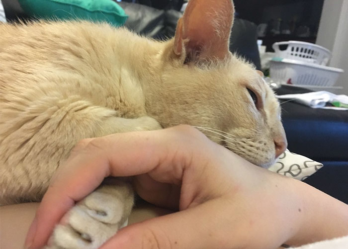 Este gato de 13 años que ha sido adoptado de un refugio de animales no puede quedarse dormido a menos que su dueña agarre su pata