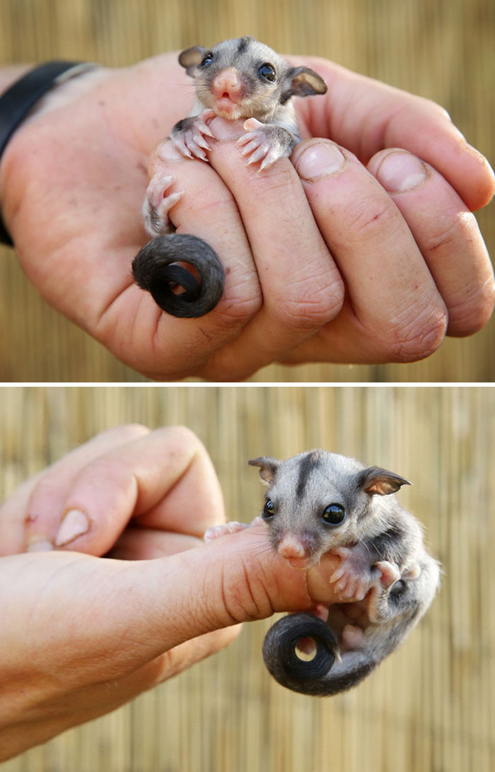 Baby Sugar Glider