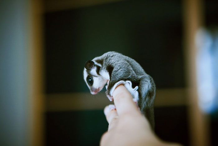 Baby Sugar Glider
