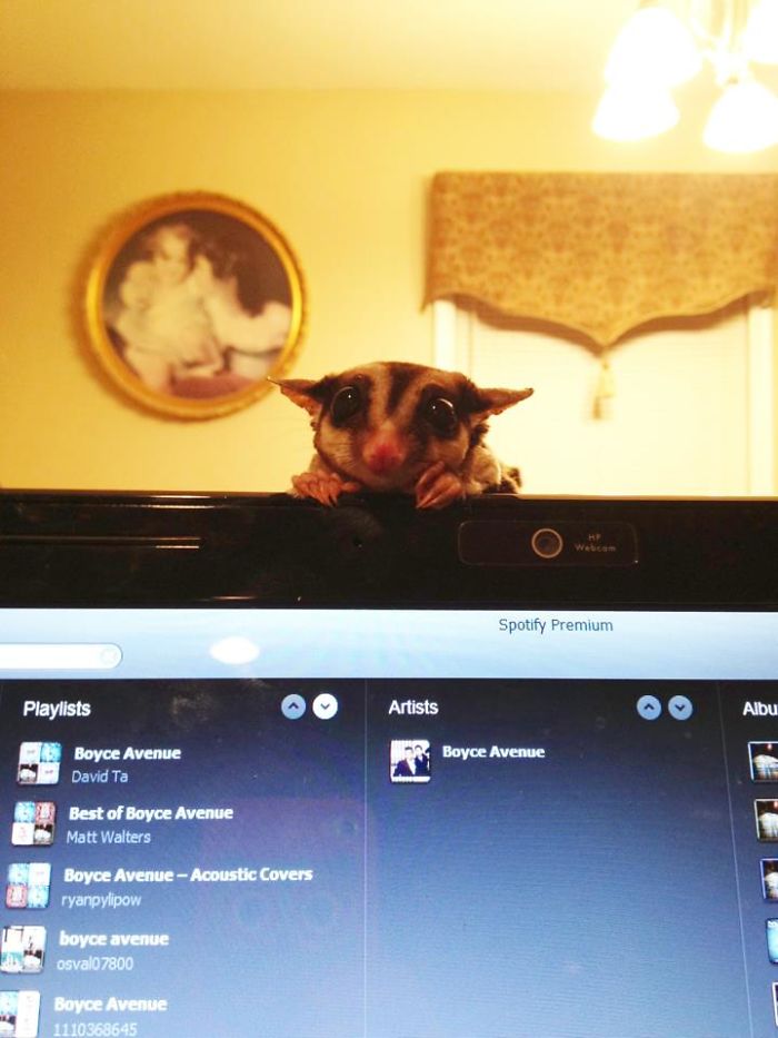 So A Friend Of Mine Has A Sugar Glider...