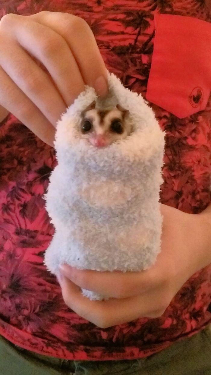 A Sugar Glider In A Fluffy Sock = Snuggie Burrito