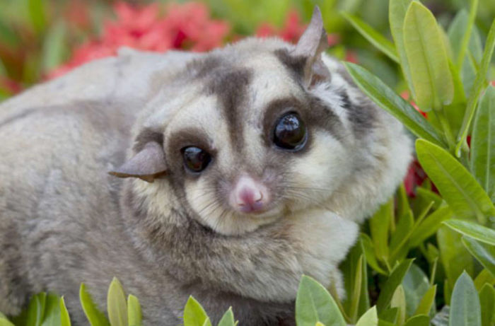 Fat Sugar Glider