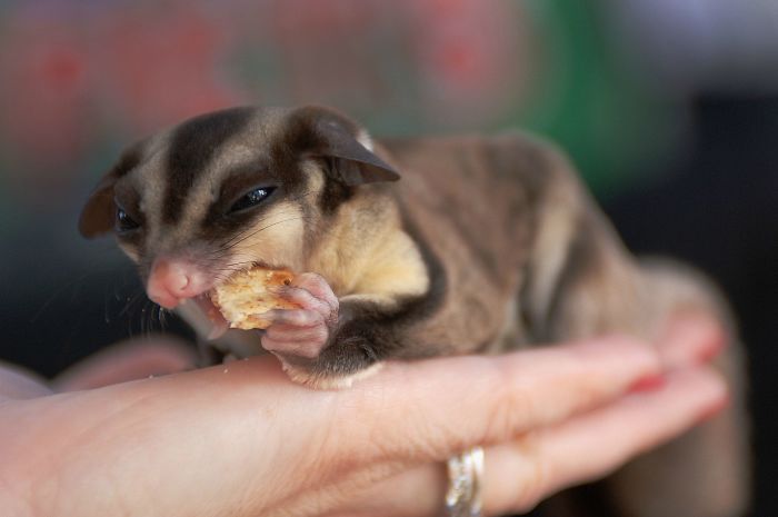 Unusual Awww... Baby Sugar Glider Eating A Cookie