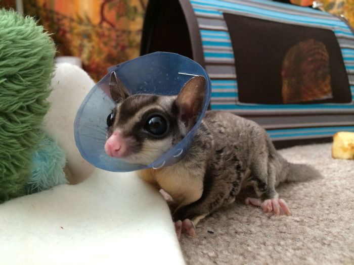 My Sugar Glider Has To Wear A Little Cone